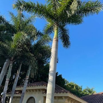 Palm trees with green fronds against a bright blue sky.