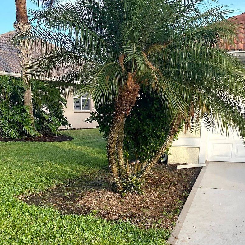 Palm tree in a yard with a house in the background and green grass. A sidewalk is on the right.