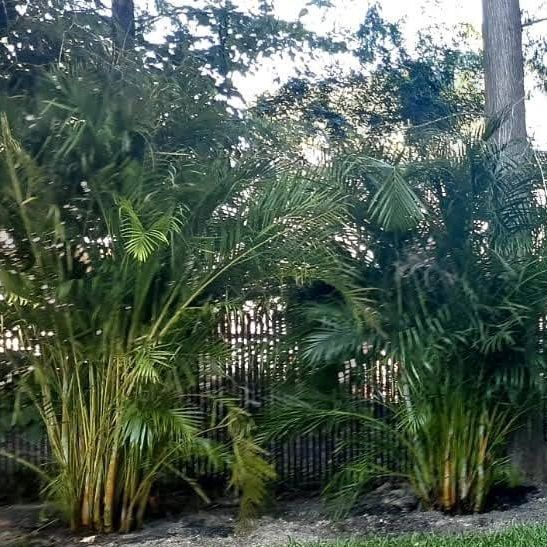 Two tall, green palm trees planted outdoors, in front of a black wrought-iron fence.