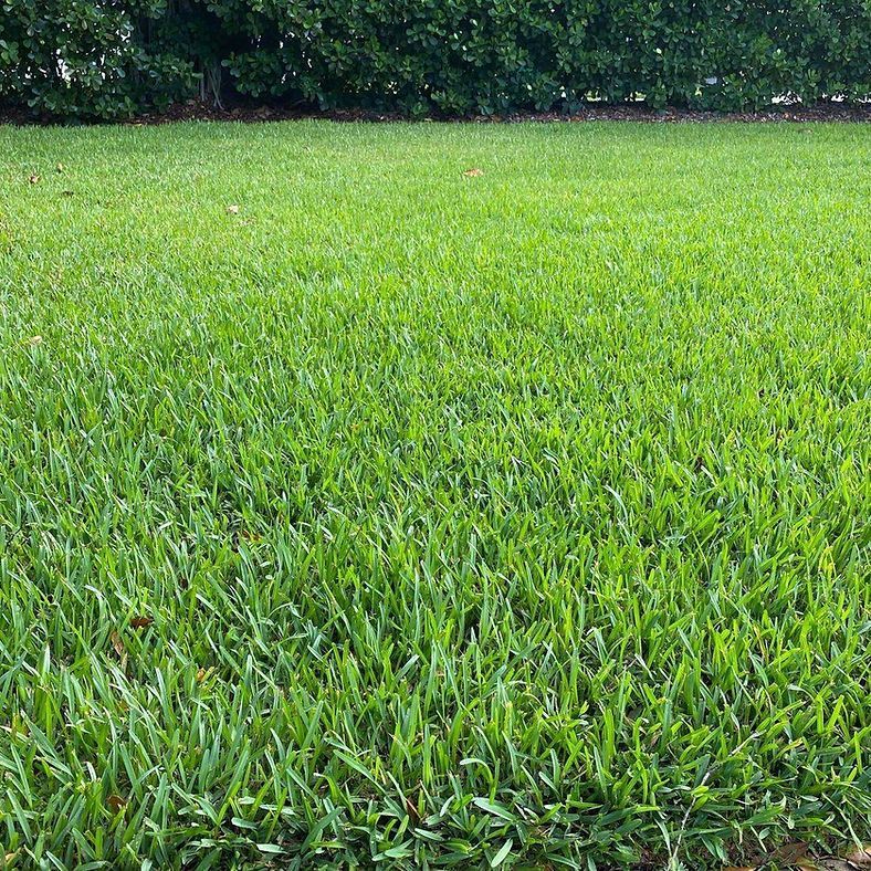 Grass Yard