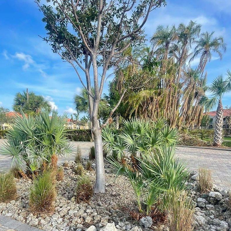 Palm trees and other tropical foliage in a gravel bed against a cloudy blue sky.