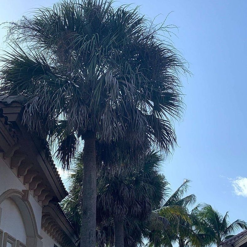 Palm trees stand tall next to a building with a blue sky background.