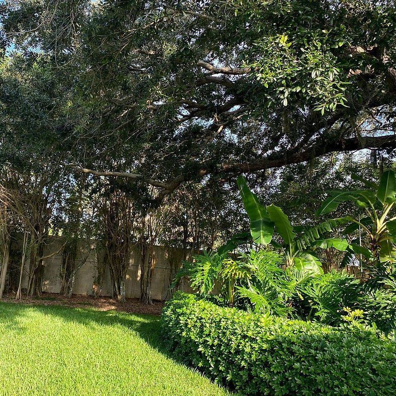 Lush green yard with a large tree canopy and a wall in the background.
