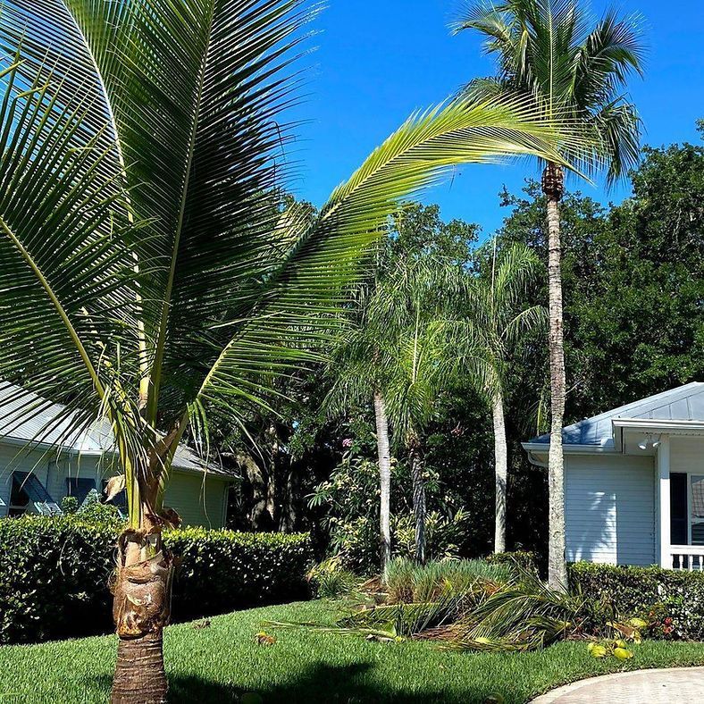 Palm trees in a sunny yard, near a white house with a blue sky backdrop. Green grass and bushes surround the trees.