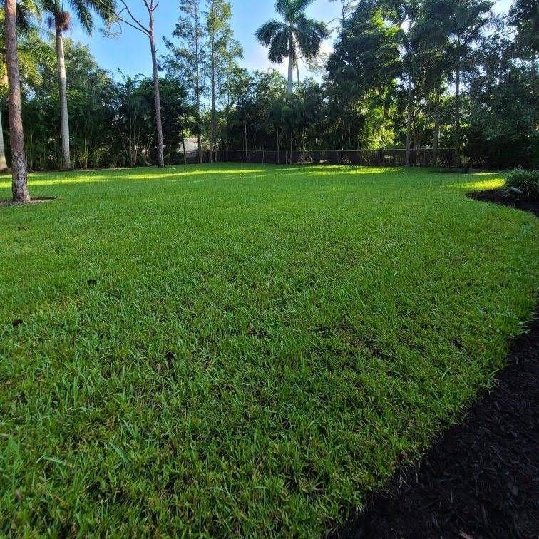 Lush green lawn in a sunny backyard setting, with trees in the background and a dark mulch border.