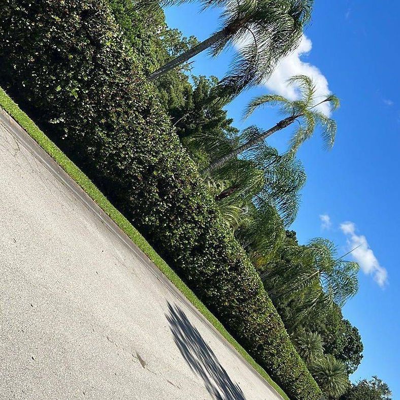 Paved road along a tall, green hedge, with palm trees in the background under a bright blue sky.