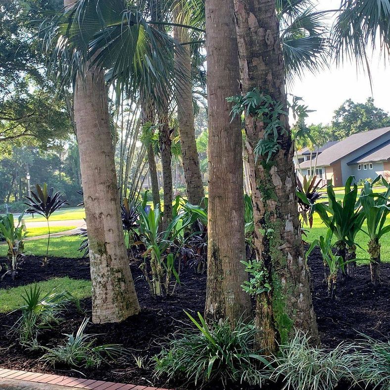 Palm trees surrounded by dark mulch and various green plants in a landscaped area. Houses are in the background.