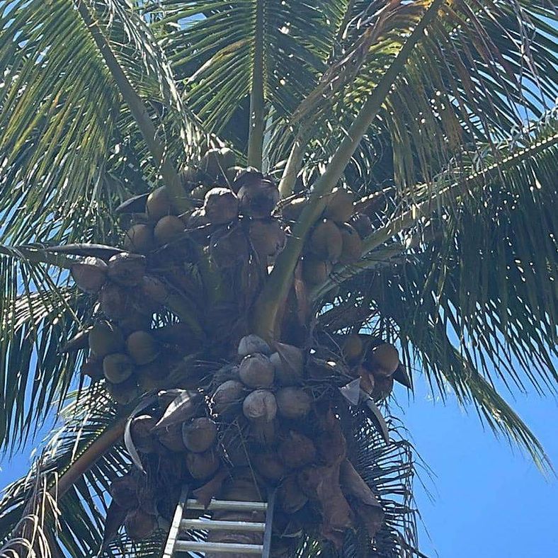 Coconut palm tree laden with coconuts, with a ladder leaned against the trunk.