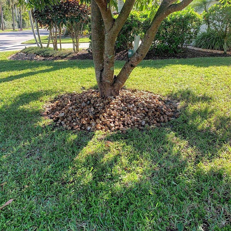 A tree with a circular bed of brown pebbles surrounded by green grass in a sunny yard.