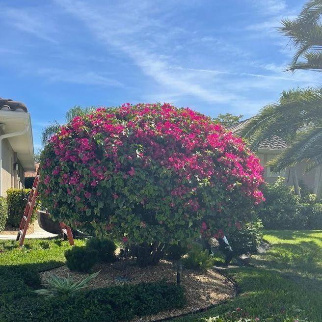 A large bougainvillea bush covered in pink flowers is in a front yard, with a ladder leaning against the side.