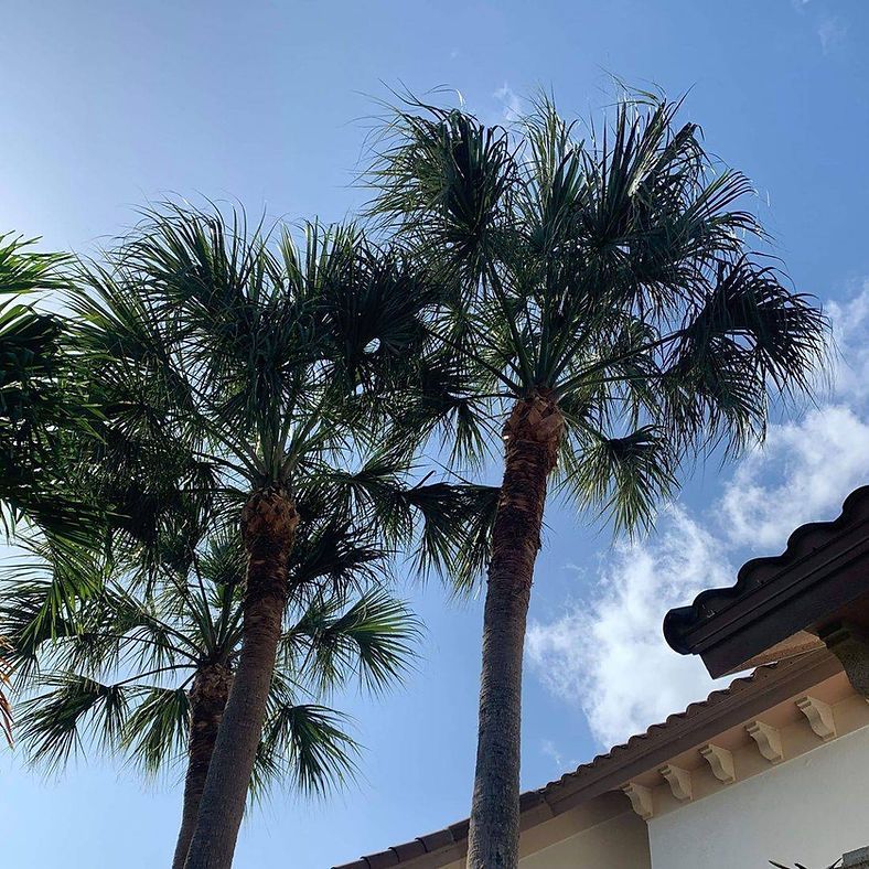 Palm trees against a bright blue sky, beside a building with a brown tiled roof.