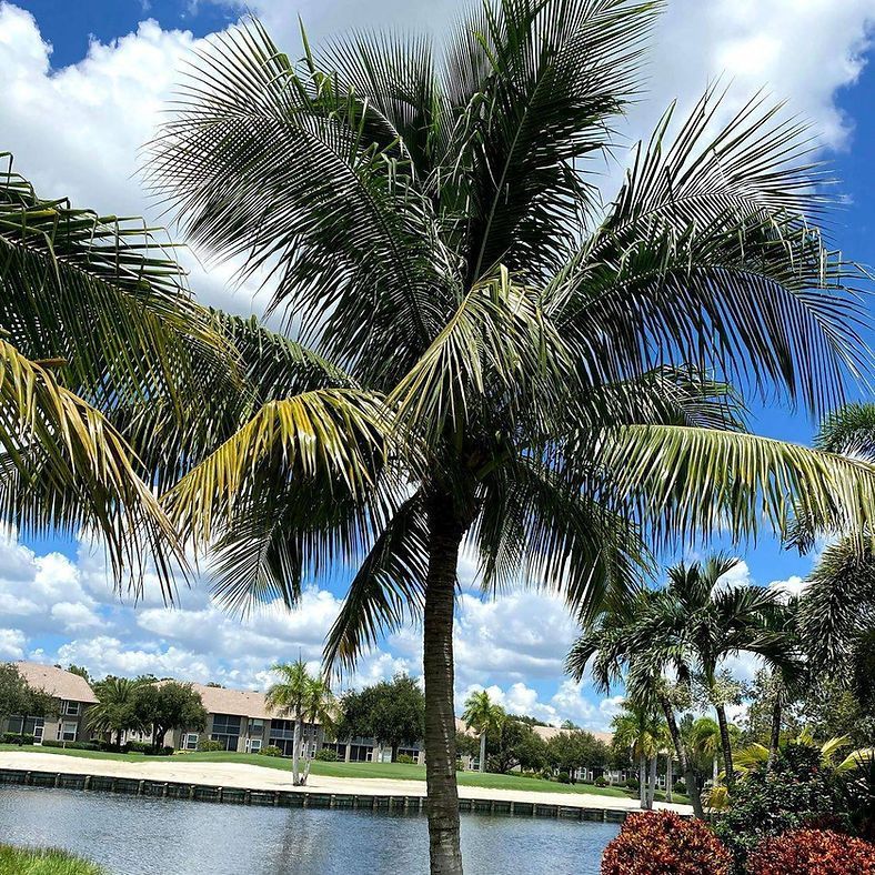 Palm trees frame a calm lake with buildings in the background under a blue sky with fluffy white clouds.