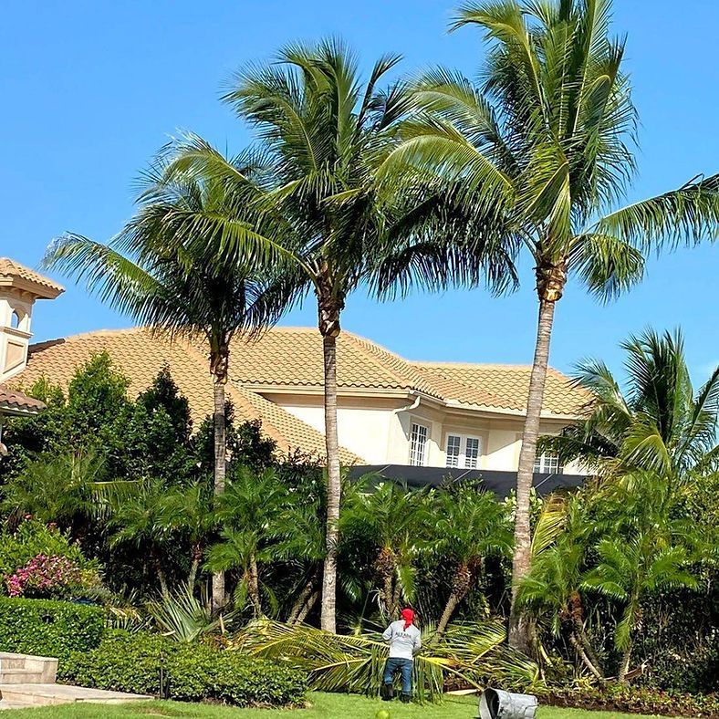 Lawn care workers trimming palm trees in front of a large house under a bright blue sky.