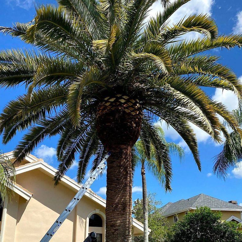 Palm tree with a brown trunk and green fronds, against a blue sky. A ladder leans against the tree.