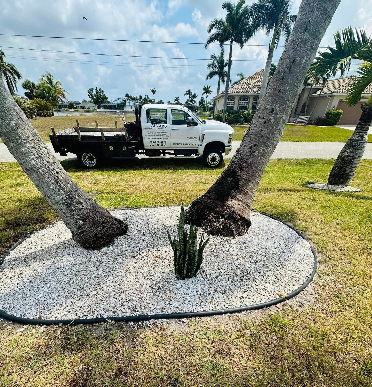 Palm trees with white gravel beds and a black border, with a white truck parked nearby on grass, near a road.