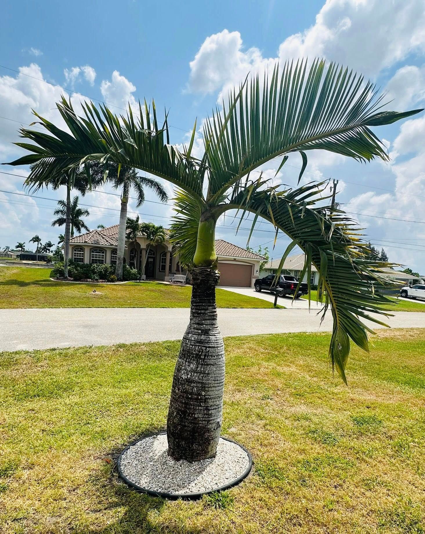 Palm tree in a residential yard, surrounded by white stones. A house is in the background under a blue sky.