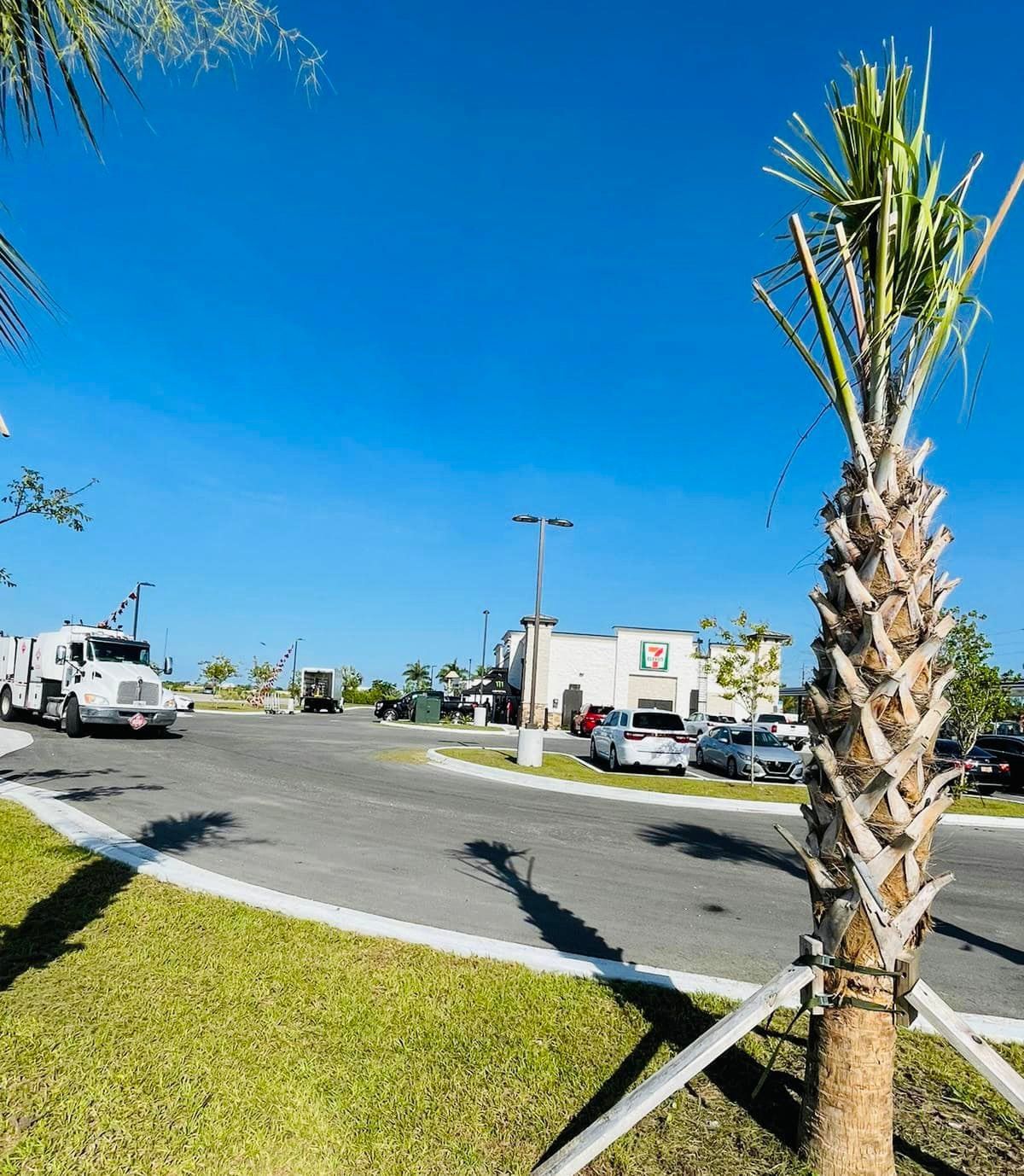 A palm tree in the foreground, with a bright blue sky and a building in the background.