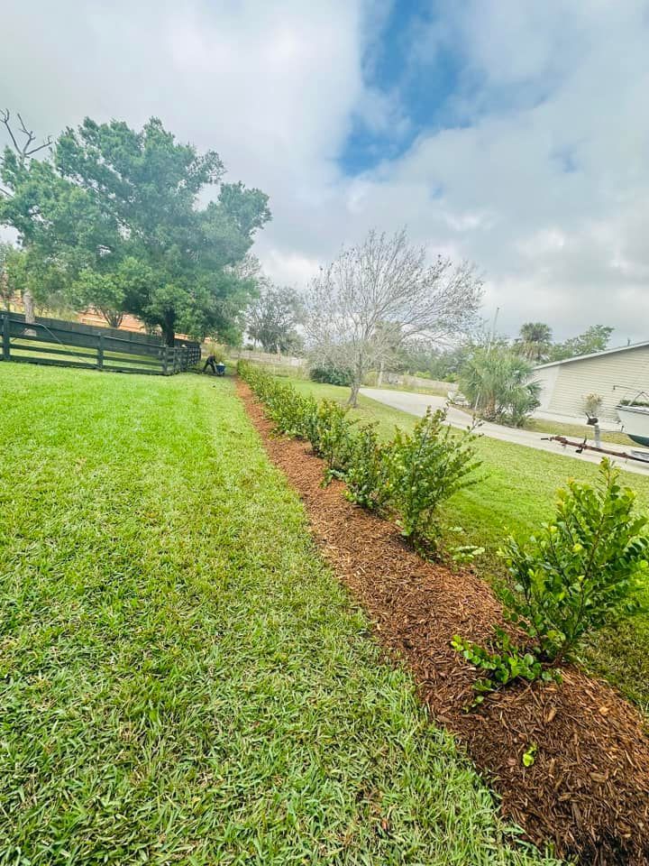 A row of green bushes in a brown mulch bed beside a grassy lawn on a cloudy day.