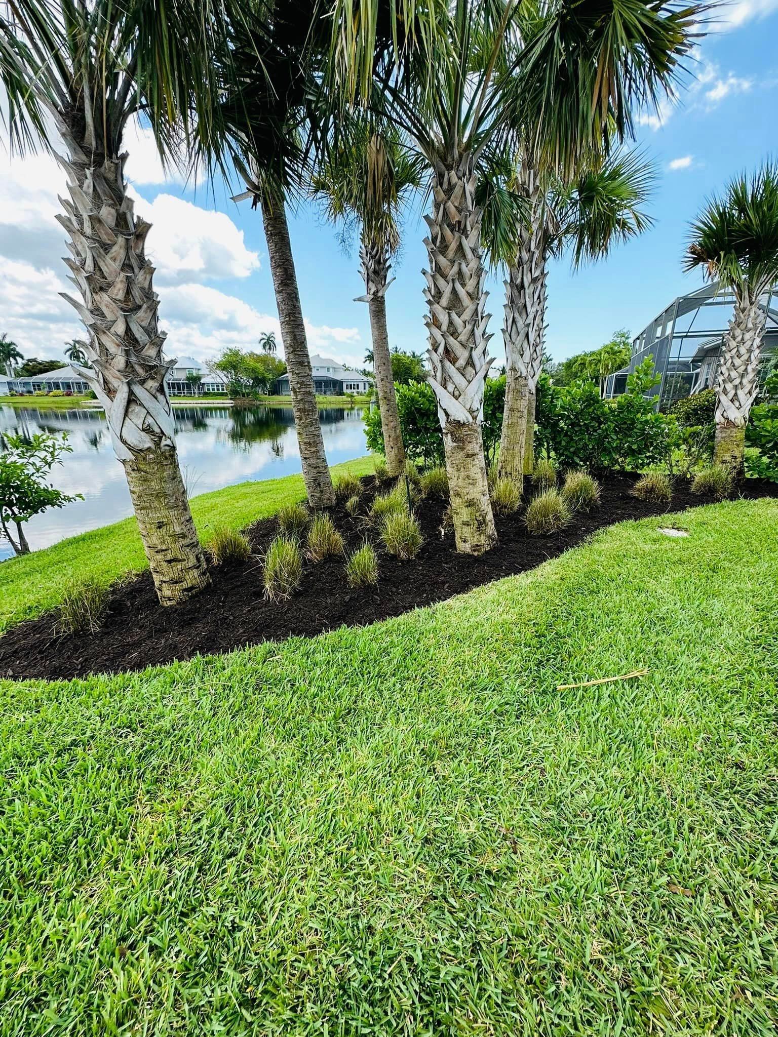 Palm trees line a bank overlooking a lake with green grass and a blue sky.