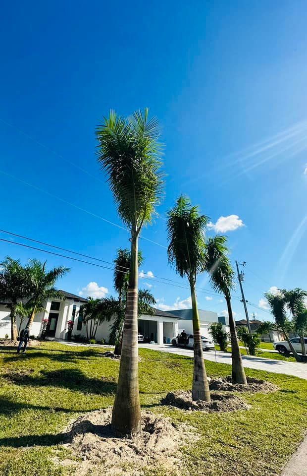 Three slender palm trees in a grassy yard with houses in the background under a bright blue sky.