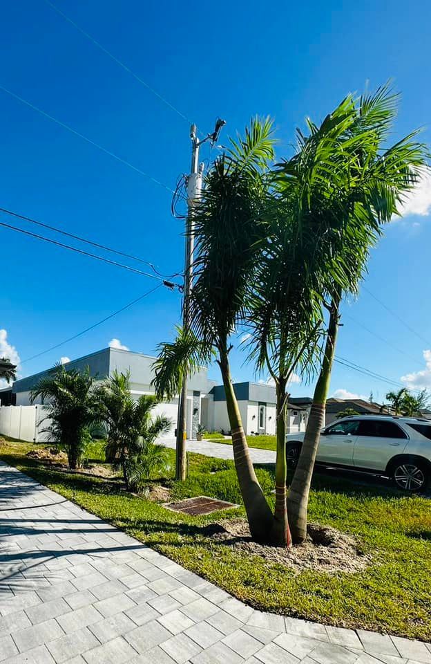 Palm trees and power lines line a paved walkway next to a grassy area.