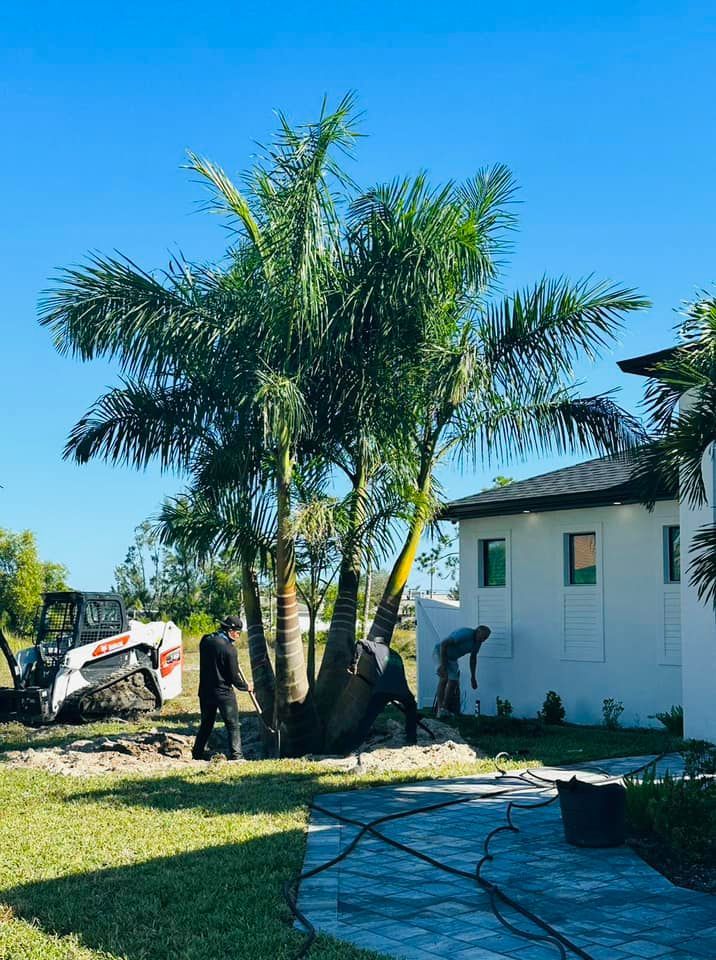 Palm tree being worked on by several people next to a white house with a Bobcat excavator in the background.
