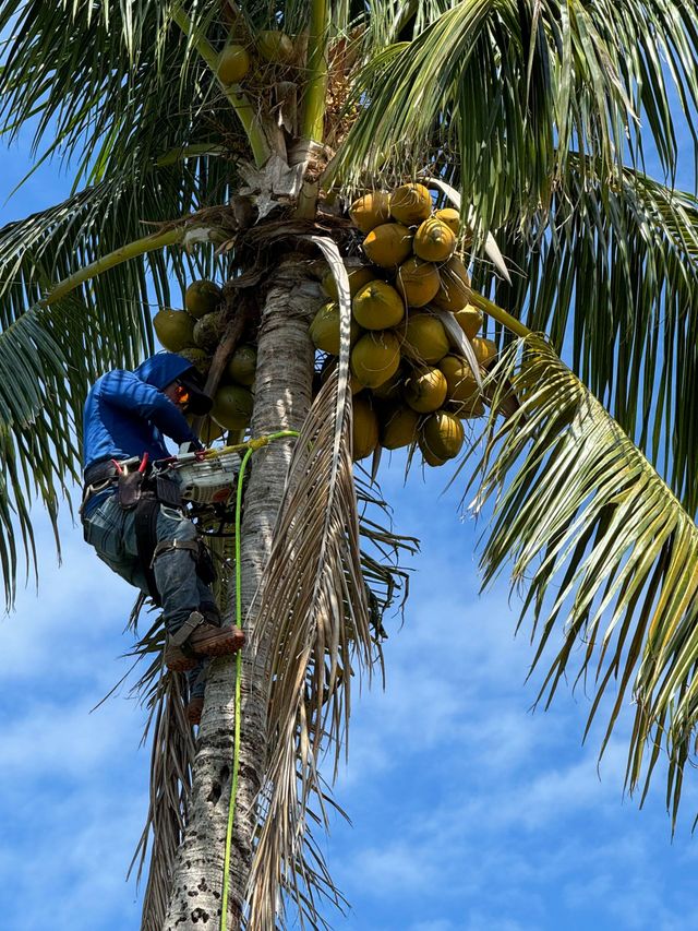 Worker climbing a coconut palm to harvest a bunch of ripe coconuts.