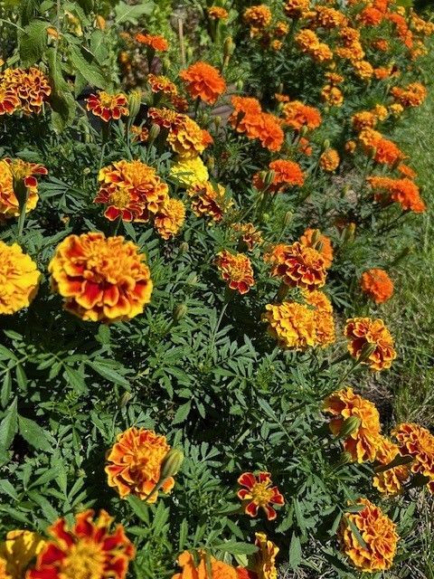 A man in a suit is playing a violin in front of a group of people sitting in chairs.