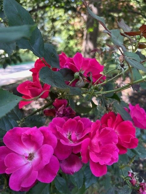 A group of people are standing in front of a red barn.