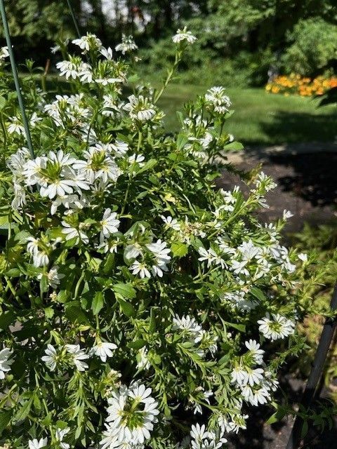 A group of people are standing in the woods talking to each other.