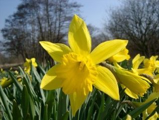 A close up of a yellow flower in a field