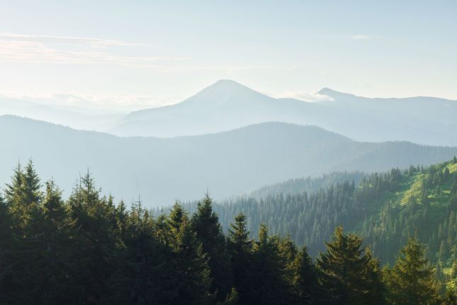 Rolling mountain range under a hazy blue sky, with dark green evergreen trees in the foreground.