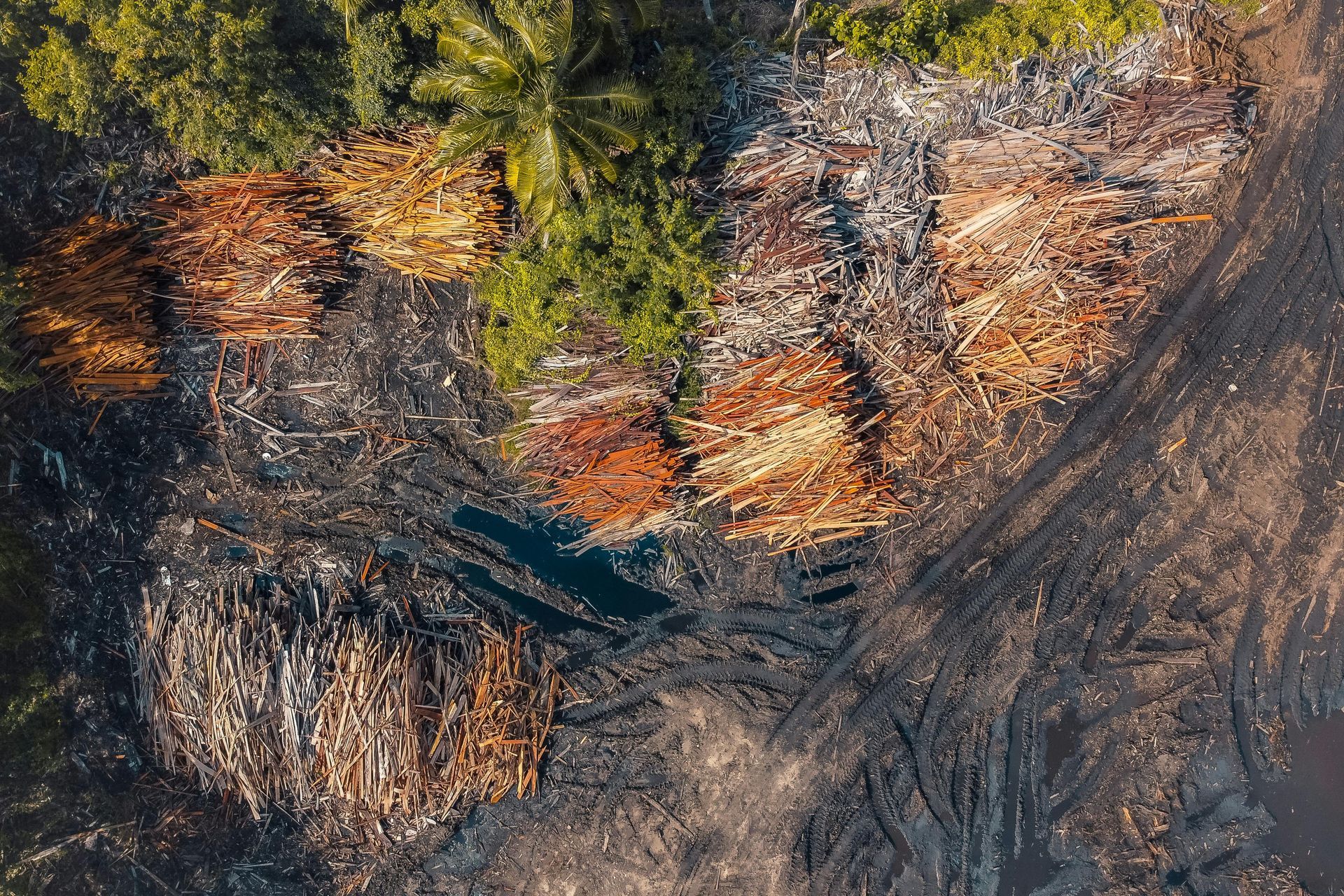 Aerial view of deforestation: piles of logs, charred land, and a few trees.