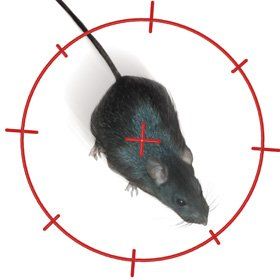 pest-control-services-telford-staffordshire-tony-haynes-rats