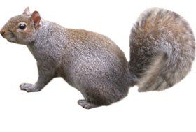 pest-control-wolverhampton-staffordshire-tony-haynes-squirrels