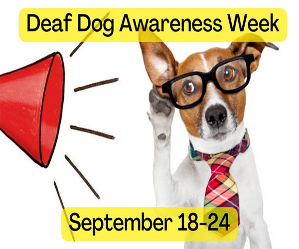 deaf dog concept