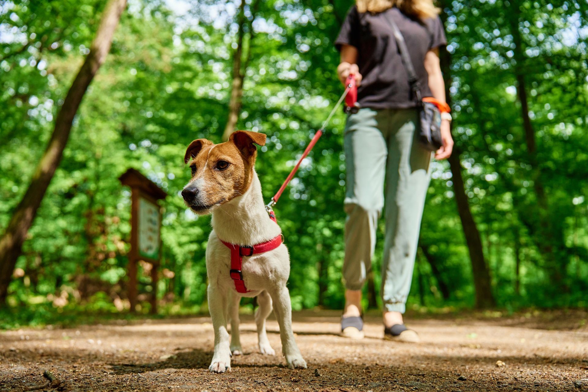 A woman is walking a small dog on a leash in the woods.