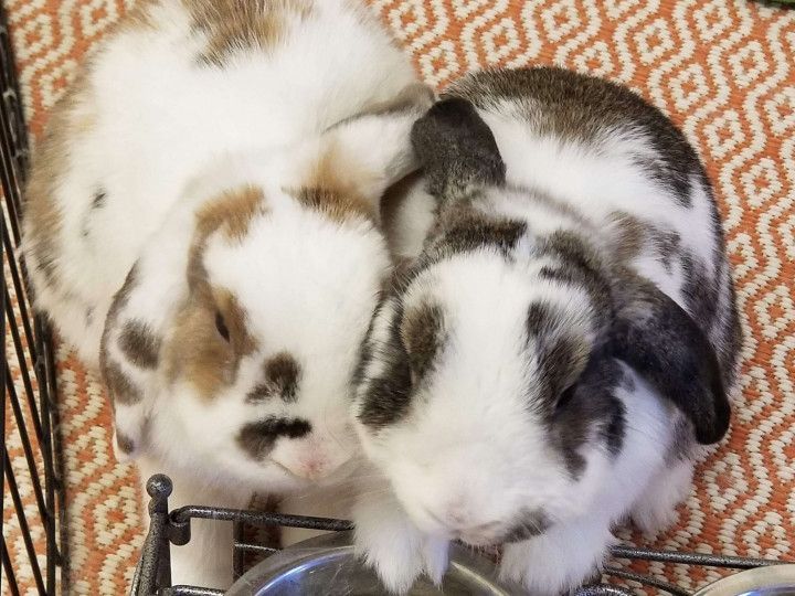two cute rabbits 