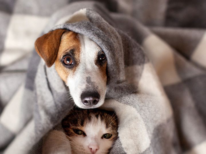 dog and cat on the blanket