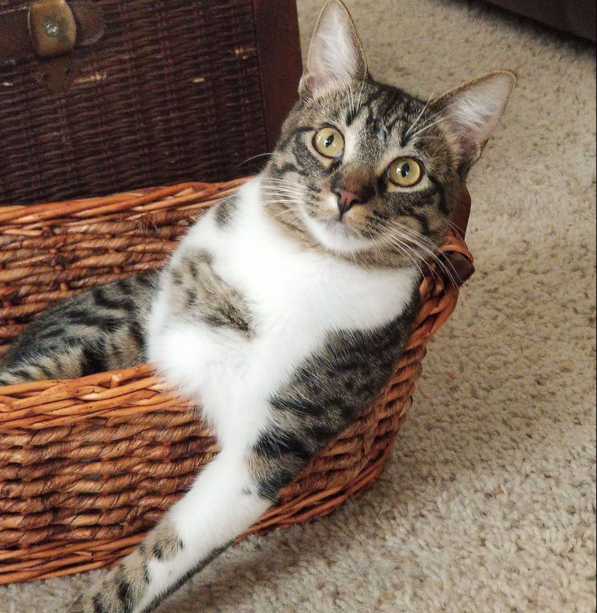 cat on the basket
