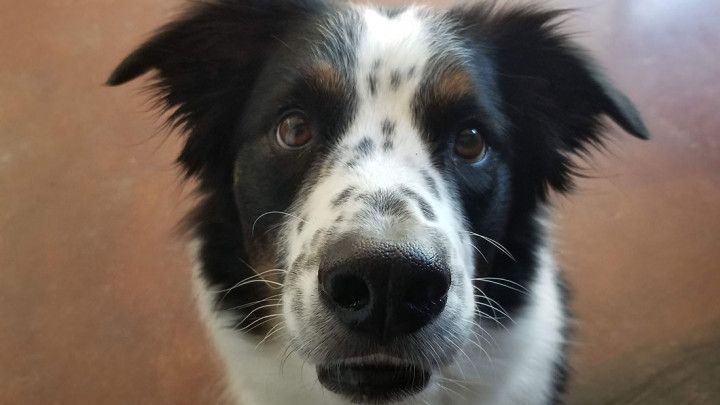 dog face close up