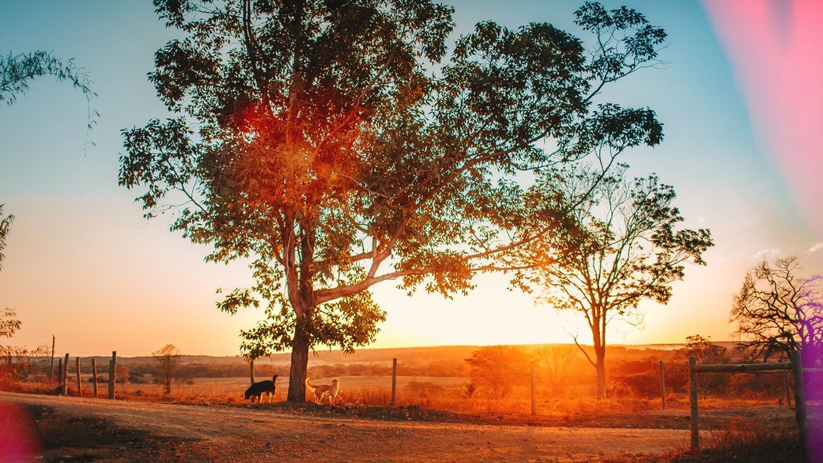 a couple dogs is standing under a tree in a field at sunset .