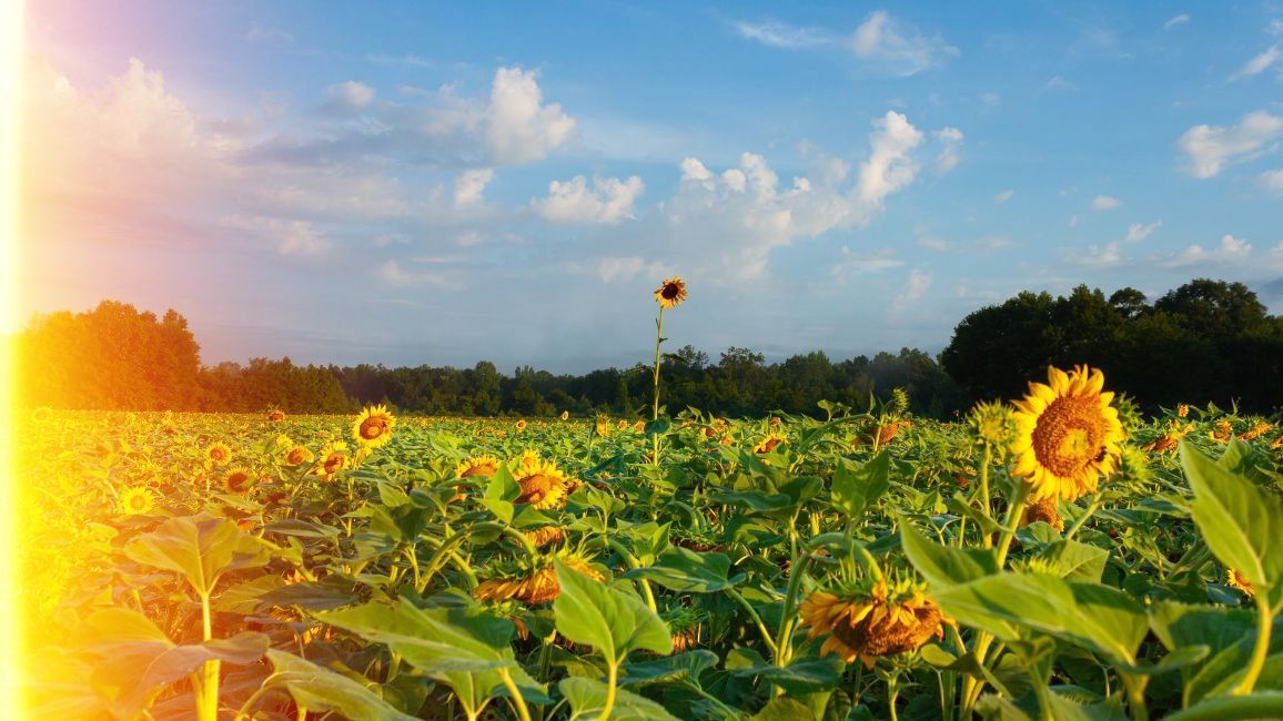 a field of sunflowers in autaugaville, al with a single sunflower in the middle 