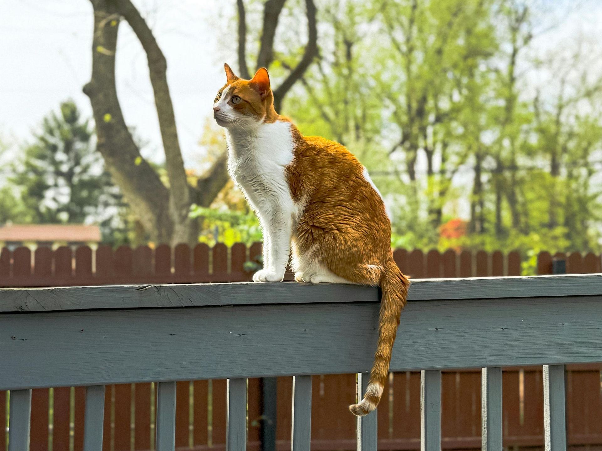 An orange and white cat is sitting on top of a wooden fence.