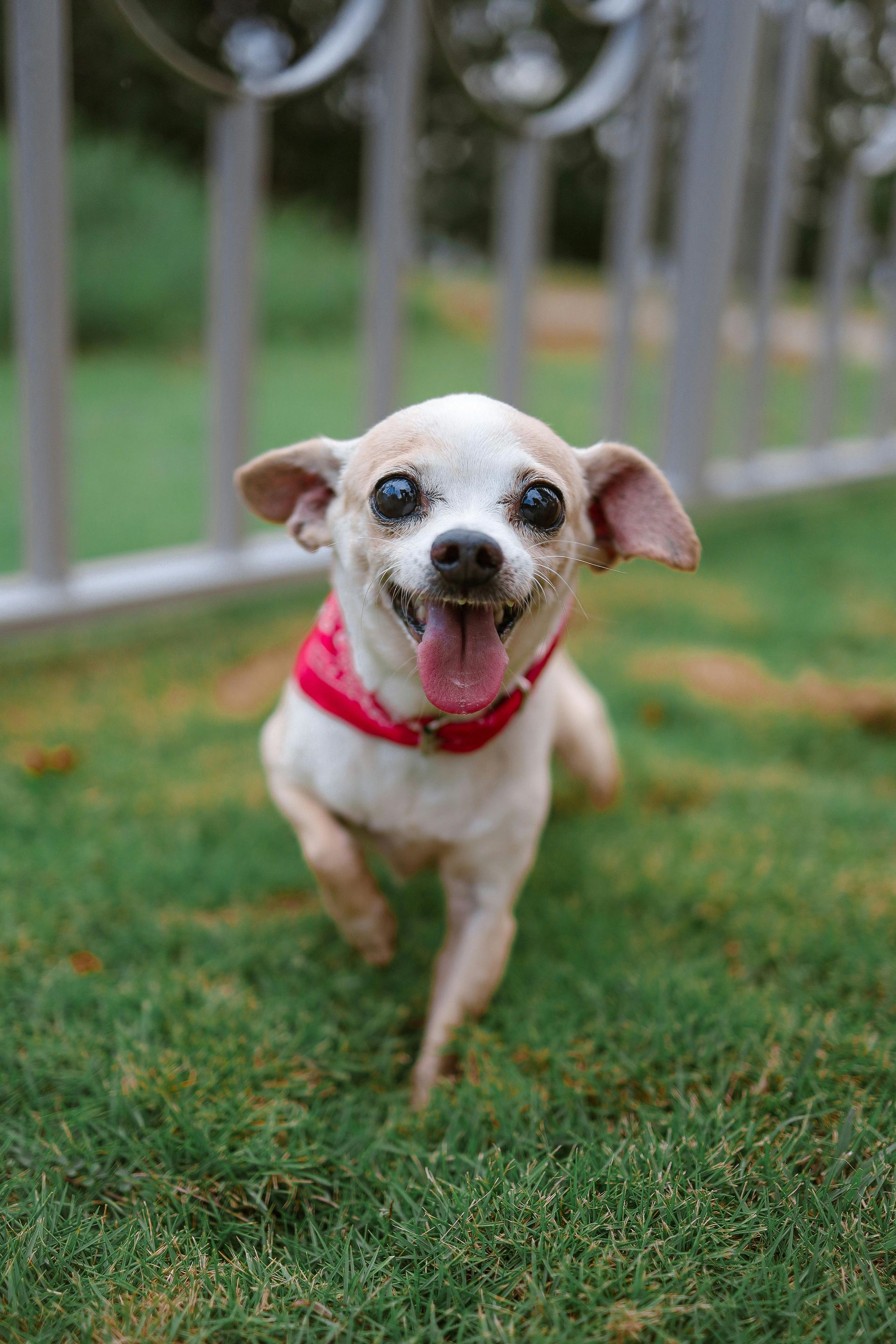 A small dog wearing a red collar is running in the grass.