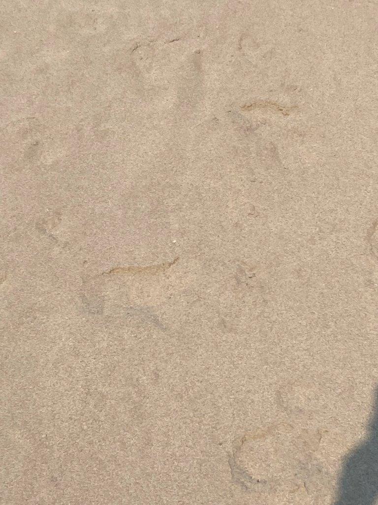 vendita e trasporto SABBIA treviso belluno