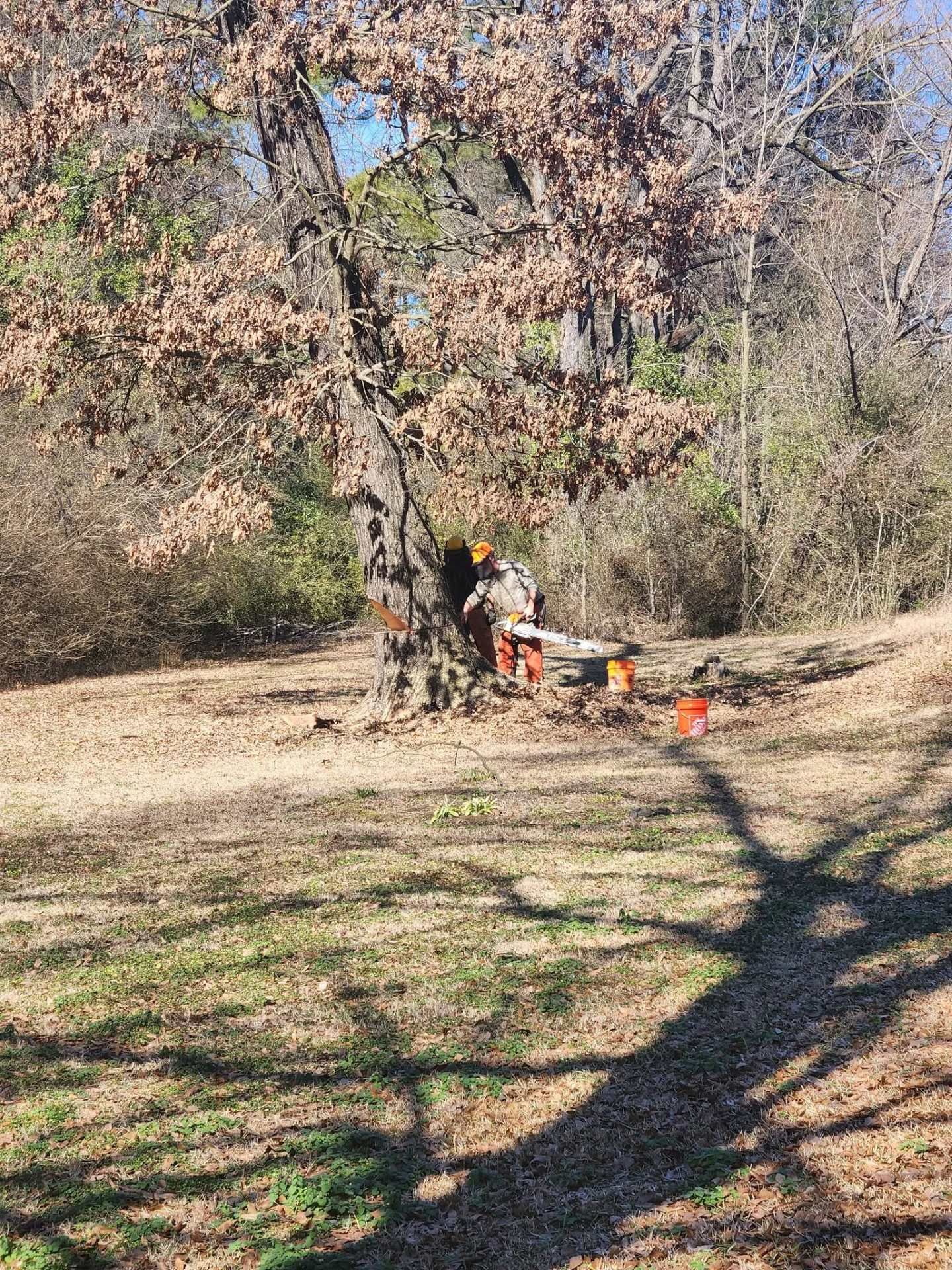 Person outdoors in a wooded yard, raking leaves beside a large tree with orange leaf bags nearby.