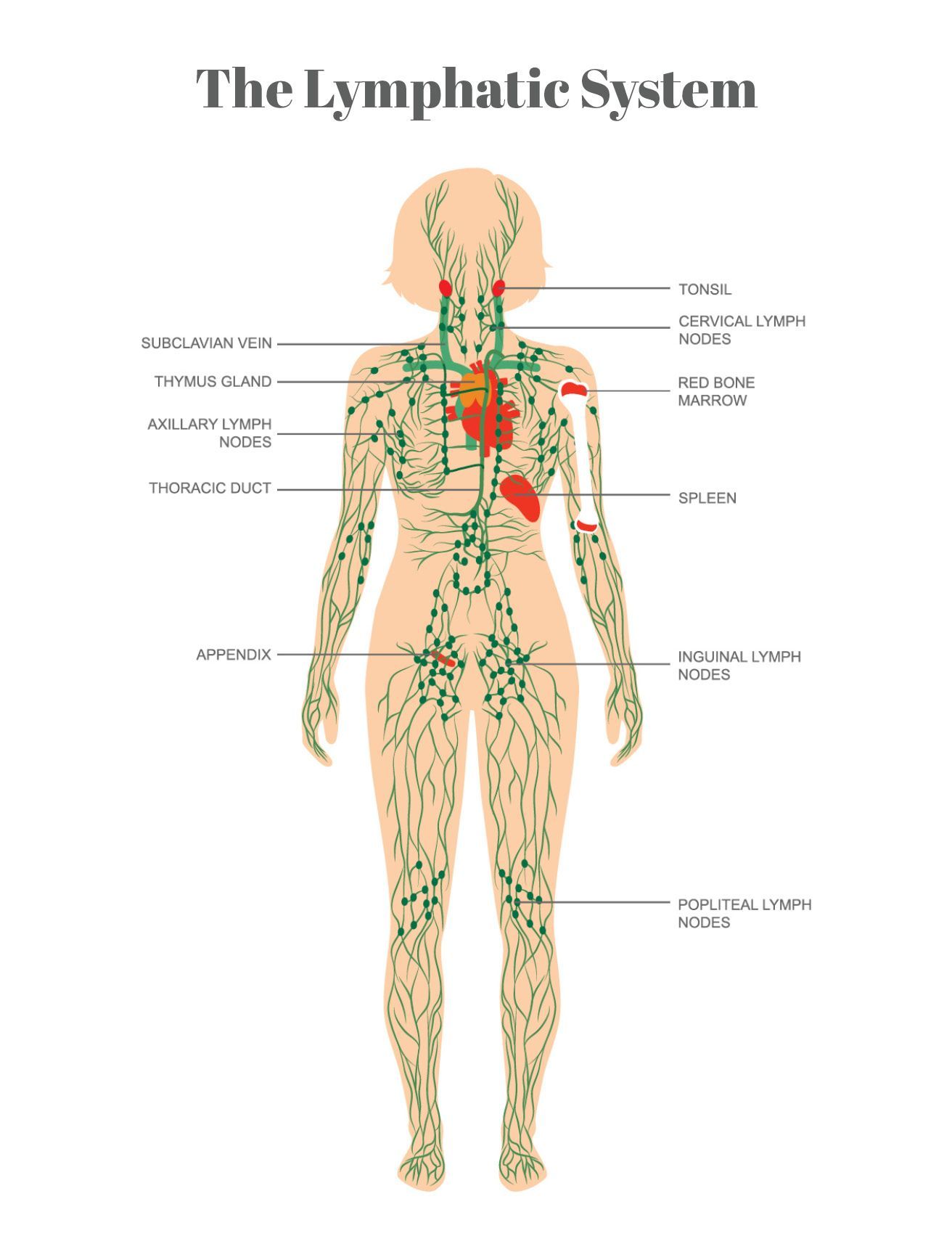 diagram of lymph nodes around the body