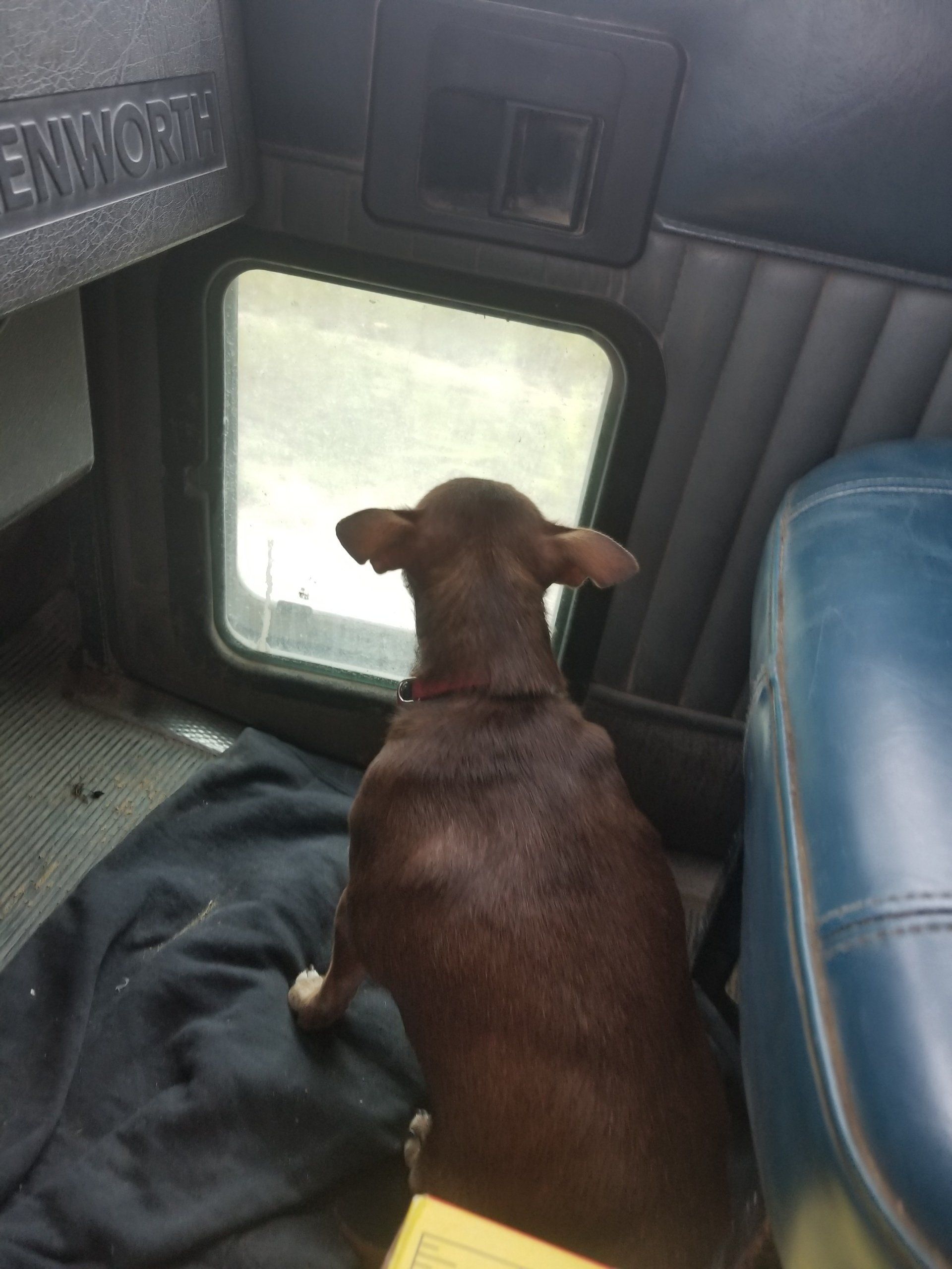 nswer+to+why+semi_s+have+a+little+window