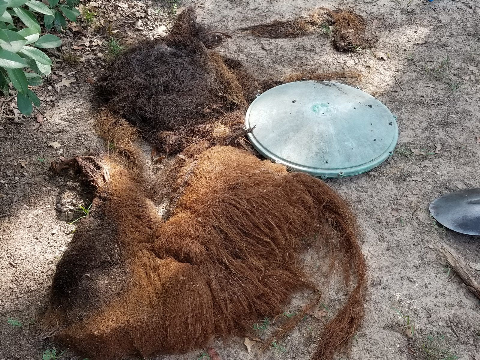 Roots from an Aerobic tank